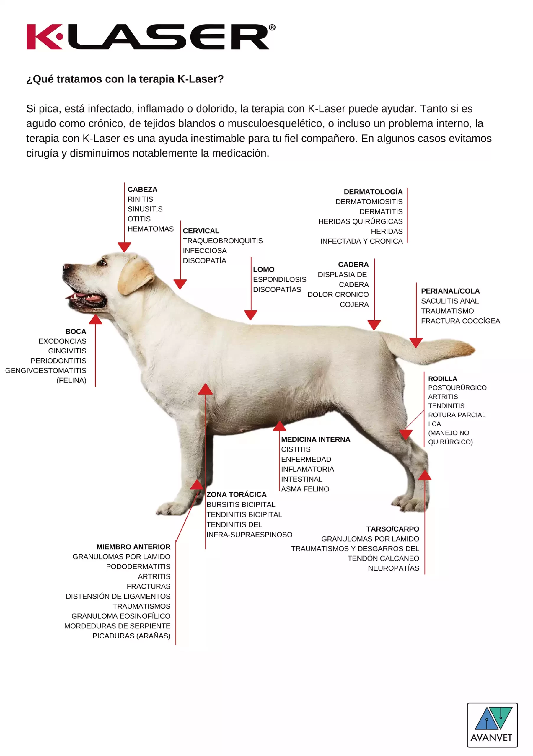 Terapia láser veterinaria: beneficios en la salud de perros y gatos