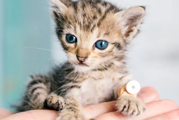 Gato bebé en la consulta