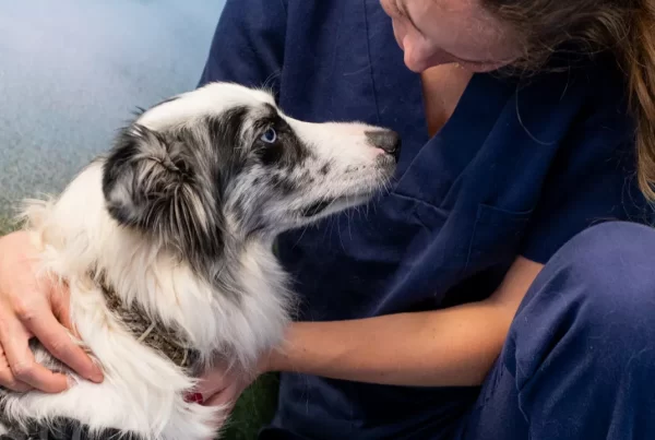 Alessandra, veterinaria generalista con un perro